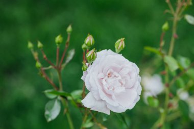 Çimenli bir bahçede yeşil tomurcuklarla çevrili narin beyaz bir gül..