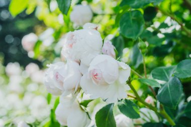 Zarif beyaz güller yemyeşil yapraklar arasında yeşerir canlı bir bahçede..