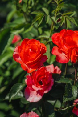 Güzel kırmızı ve pembe güller bir bahçede parlıyor, yazın renklerini sergiliyor..