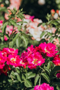 Parlak pembe güller, güneşli bir bahçede yeşil yaprakların arasında yeşerir..