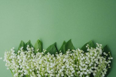 Soluk yeşil arka planda yaprakları olan vadi çiçeğinin taze zambağı. Bir metin için yer 