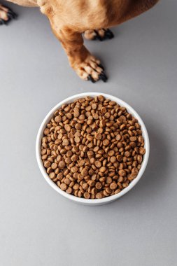 Köpek patileri ve gri arka planda kuru yiyecekler olan beyaz kase.