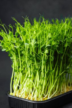 Bezelye siyah plastik tepside koyu arkaplanda filizlenir