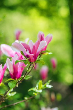 Parlak pembe ve beyaz çiçekler yemyeşil bir bahçede güzel çiçek açar..
