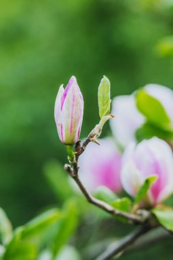Dallarda taze manolya tomurcukları görülür, canlı yeşilliklerle çevrilidir..