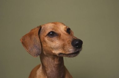Zeytin arka planında kahverengi dachshund köpek portresi Hayvan bakımı reklamları ve veteriner kliniği markalaşması için uygun
