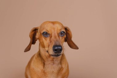 Bej arka planda kahverengi dachshund köpek portresi Hayvan bakımı reklamları ve veteriner kliniği markalaşması için uygun