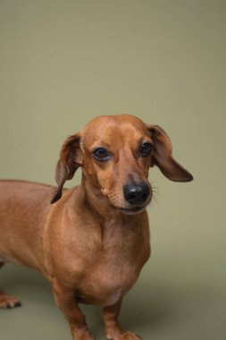 Dachshund 'u kapat. Büyük gözleri var. Hayvan duyguları için mükemmel reklamlar ya da hayvan kampanyalarındaki duygusal hikaye anlatımları için mükemmel.