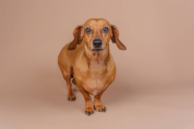 Dachshund bej zeminde tek başına dikiliyor. Uyarı cinse özgü içerik veya minimalist evcil hayvan temaları için mükemmel görünüyor.