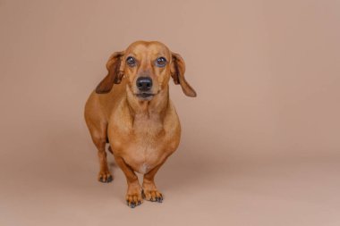 Dachshund bej zeminde tek başına dikiliyor. Uyarı cinse özgü içerik veya minimalist evcil hayvan temaları için mükemmel görünüyor.