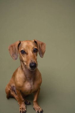 Yeşil arka planda kahverengi dachshund köpeğinin atölye çekimi veteriner servisleri ya da hayvan aksesuar tasarımları için mükemmel