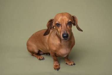 Yeşil arka planda gülümseyen dachshund neşeli evcil hayvan reklamları ve diş sağlığı temaları için harika