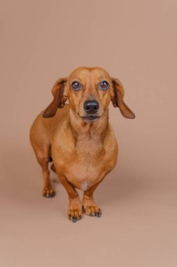 Dachshund bej zeminde tek başına dikiliyor. Uyarı cinse özgü içerik veya minimalist evcil hayvan temaları için mükemmel görünüyor.