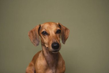 İki dachshun bir arada durur arkadaşlık ve evcil hayvan arkadaşlık kavramı