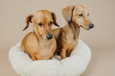 İki dachshund köpeği, evcil hayvan arkadaşlığı ya da sevimli hayvan dostluğu için rahat bir köpek yatağında oturuyor.