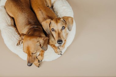 Bir dachshund dikkat çekmek için yumuşak yatakta dinlenirken, duygu ya da stok fotoğrafçılığında bağlanma konsepti arıyor.