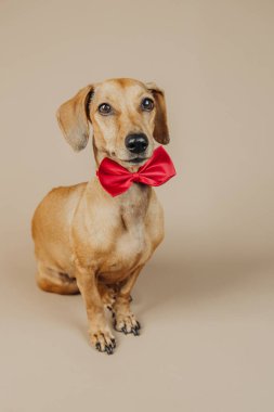 Kırmızı papyonlu Dachshund köpeği kutlama, zarafet ya da evcil hayvan moda konsepti için tarafsız arkaplanda poz veriyor.