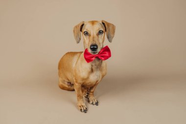 Kırmızı papyonlu Dachshund köpeği kutlama, zarafet ya da evcil hayvan moda konsepti için tarafsız arkaplanda poz veriyor.