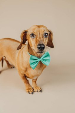 Nane yeşili papyonlu Dachshund köpeği stok fotoğrafçılığında zarafet, moda ya da evcil hayvan yaşam tarzı kavramını temsil eder.