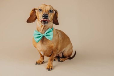 Yeşil papyonlu esneme dachshund komik, evcil hayvan kişiliği ya da samimi fotoğraf konsepti için yakın plan