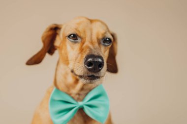 Nane yeşili papyonlu Dachshund merak, tutum ya da evcil hayvan stili konsepti için eğik başlı