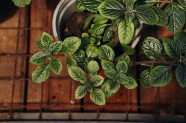 Bitkisel dekor ve sade yeşillik kavramları için saksıda Plectranthus verticillatus (İsveççe)