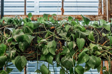 Scindapsus Pictus, yabani büyüme ve ev bitkisi dokusu kavramları için fabrikaya yakın çekim yapıyor.