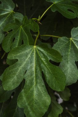 Doğal gölgeleme, yenilebilir bitkiler ve sağlıklı büyüme kavramları için Ficus carica incir ağacı yaprağı kümesi