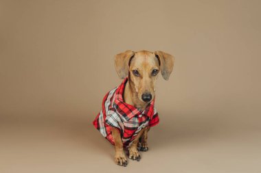 Kırmızı ekose ceketli Dachshund bej arka planda poz veriyor, konsept kış evcil hayvan tarzı.