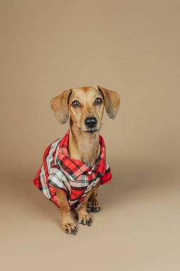 Kırmızı ekose ceketli Dachshund bej arka planda poz veriyor, konsept kış evcil hayvan tarzı.