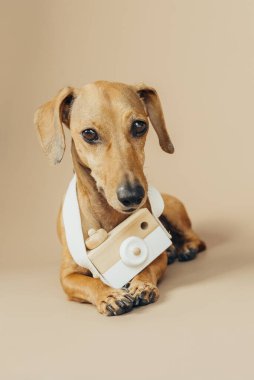 Fotoğraf ve reklam konsepti için bej arka planda oyuncak kamerayla oturan daksund