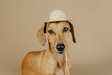 Yaz, tatil ve seyahat konsepti için bej arka planda saman şapkalı köpek