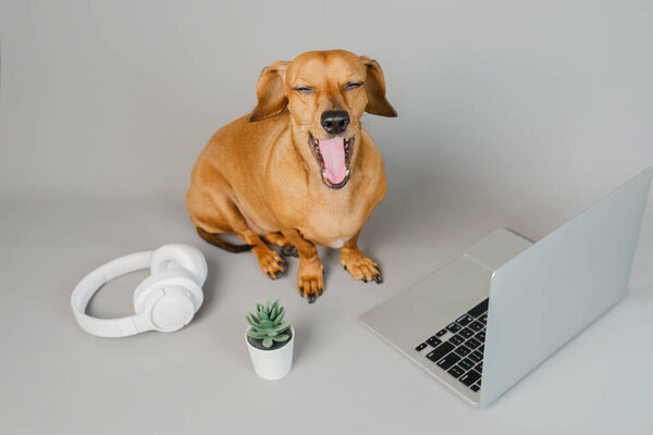 Dachshund sitting with laptop and headphones on gray background for remote work and tech lifestyle concept
