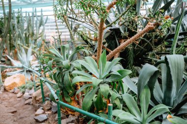 Parlak yeşillik ve sulu bitkiler güneşli bir sera ortamında gelişir..