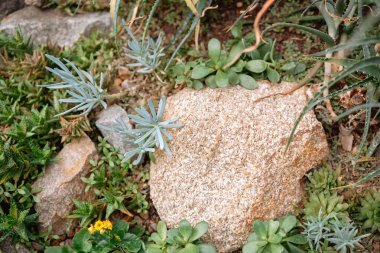 Lezzetli bitkiler ve canlı yeşiller bahçede huzurlu bir atmosfer yaratıyor..