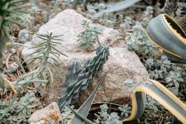 Canlı yeşil bitkiler, sakin bir bahçe ortamında büyük bir taşın etrafında gelişir..