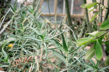 Gündüz vakti yemyeşil bir serada birden fazla aloe vera bitkisi yetişir..