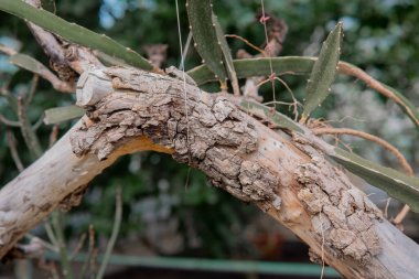 Kaktüs dalının benzersiz doku ve renklerini gösteren yakın plan görüntüsü.
