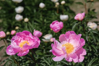 Parlak pembe şakayıklar yemyeşil bir bahar bahçesinde çiçek açarlar..