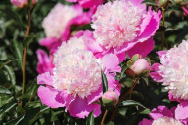 Parlak pembe şakayıklar bahçeyi süslüyor, çiçeklerle güzelliklerini sergiliyorlar..