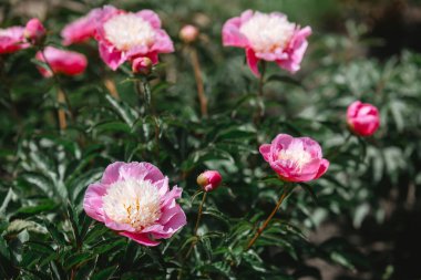 Bahçede renkli şakayıklar serpiyor, narin yapraklar ve yemyeşil çiçekler sergiliyor..
