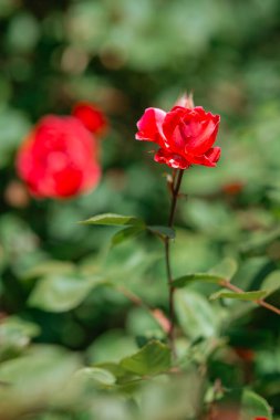 Parlak kırmızı gül, yeşil yaprakların arasında güzel bir şekilde duruyor..
