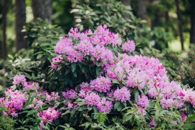 Pembe rhododendron çiçekleri yeşil bir bahçede yetişir..