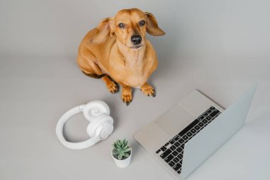 Uzaktan çalışma ve teknoloji yaşam tarzı konsepti için gri arka planda dizüstü bilgisayar ve kulaklıkla oturan Dachshund