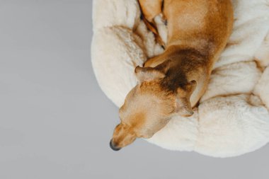 Dachshund 'un üst manzarası rahat uyku, rahatlama ve evcil hayvan bakımı konsepti için pelüş köpek yatağında kıvrılmış.