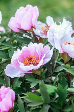 Parlak pembe ve beyaz şakayıklar baharda canlı yeşil yaprakların arasında çiçek açıyor..