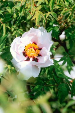 Yumuşak, pembe bir şakayık çiçeği yemyeşil yaprakların arasında dikiliyor..