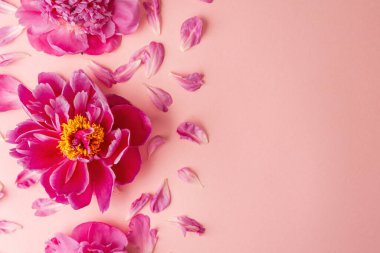 Pastel arka planda dağınık taç yapraklı pembe şakayık çiçekler. Bir metin için yer. 