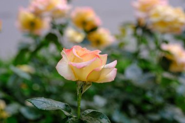 İlkbaharda diğer çiçeklerin arasında göze çarpan pembe ve sarı bir gül var..