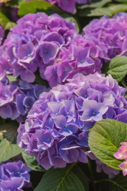 Renkli ortancalar mor renklerin tonlarında canlı bir şekilde çiçek açar bahçede..